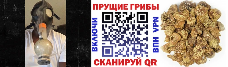 KRAKEN зеркало  Бердск  Псилоцибиновые грибы Psilocybine cubensis 
